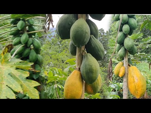 Wild Fruits In The Forest Its a Wild Papaya In The Mountain