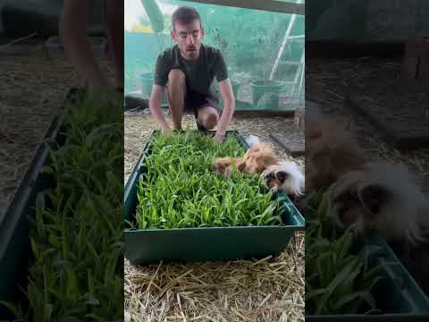 Corn sprouts for my guinea pigs