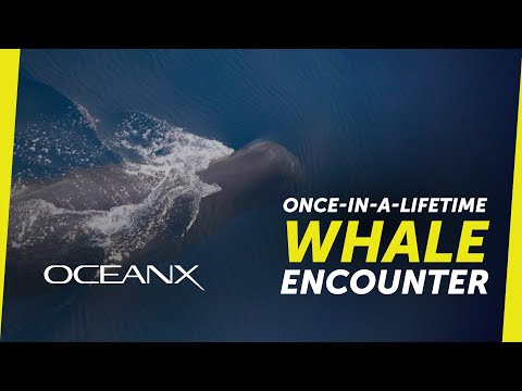 Searching for Rare Whales in Indonesia