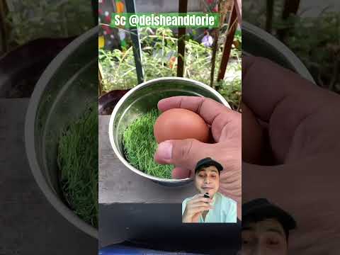 ADA TELUR AYAM DALAM MESIN CAPIT ⁉️Sc deisheanddorie #birds #animals #burung