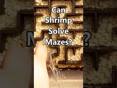 Genius Shrimp Solves Maze!🦐