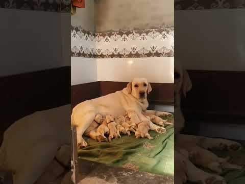 cute Labradors puppies feeding time