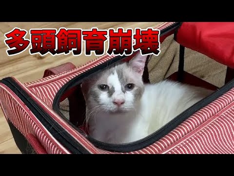 多頭飼育崩壊の家で生き延びていた猫