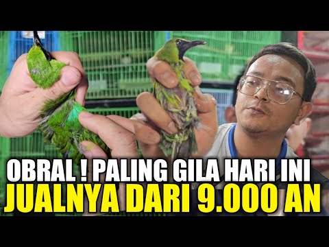 SEMAKIN NEKAD ! CUMA KIOS ALHAMDULILLAH YG BERANI JUAL CUCAK IJO NOPENG & PH SEMURAH INI