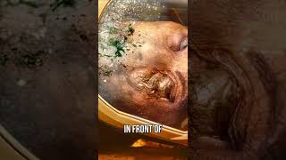 The Fungus Came Back From Space. It Wasn't the Same Anymore.