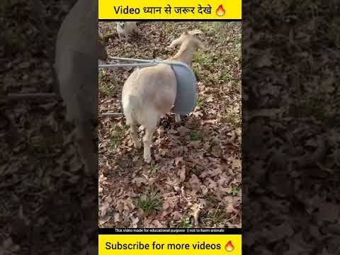बकरी की जान फंस गई 🥵🥵 Got Rescue || #shorts #ytshorts