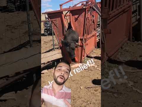Absceso 🐂 #agro #campo #rancho #ganado #ganaderia #agricultura #zootecnia #elpecuario