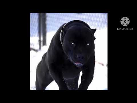 Panther Pitbull Puppies Sale - 08/2021