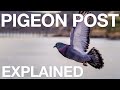 Pigeon Navigation and Communication