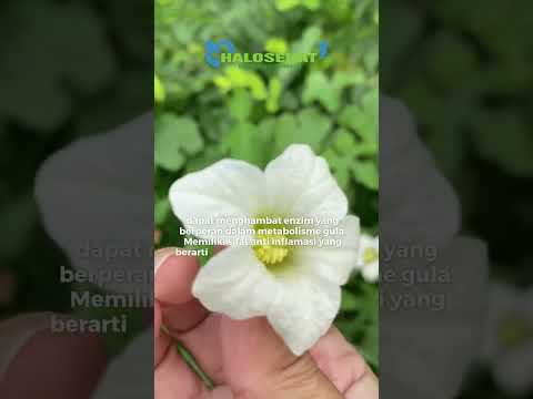 Mengenal Bunga Timun Merah : Si Cantik yang Menyembuhkan #manfaat #bungatimunmerah #obatherbal
