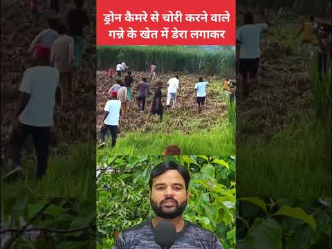 चोर गन्ने के खेत में पूरी व्यवस्था के साथ