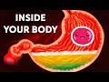 Exploring the Human Digestive System