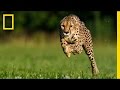 Capturing the Speed of a Cheetah