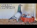 Pigeon Care and Nutrition Essentials