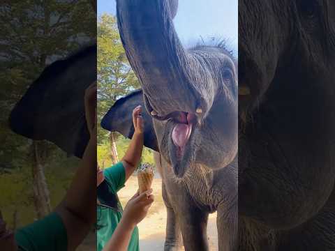 Elephant wants to eat ice cream 🍦|| #shorts