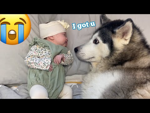 Husky thinks she my babies Mum!!..😭.