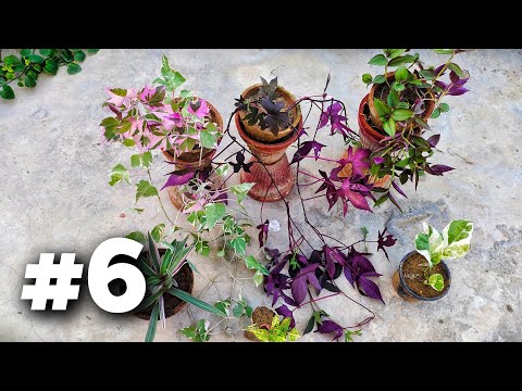 Garden Rebuild #6: Shopping for More Plants - See What I Brought Home!