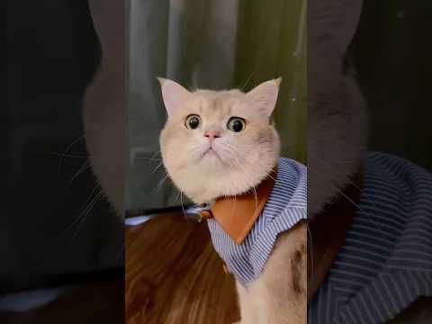 🙀: Yatuhaaan pertama kali ku liat ada orang kek gini woi #kucinglucu  #kucing