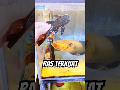 Belut listrik dikasih ikan hama ‼️langsung melehoy #belutlistrik #belut #ikansapusapu