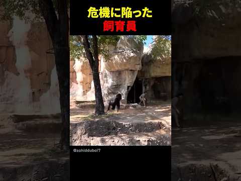ゴリラと隠れんぼをする羽目になった飼育員