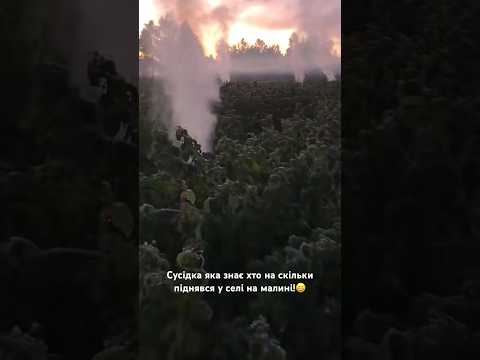 Сусідка яка знає хто на скільки піднявся у селі на малині!😀 #малина #бабуся #блогер