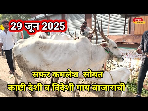 June 29, 2025|| सफर कमलेश सोबत पाहा देशी गाय बाजार काष्टी (||गाय 🐄 बाजार काष्टी
