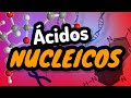 Understanding Nucleic Acids