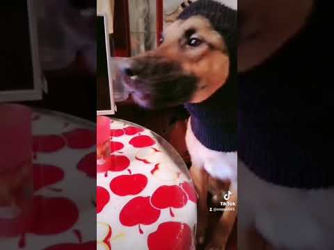 Se llama distracción 🐶🐶🐶