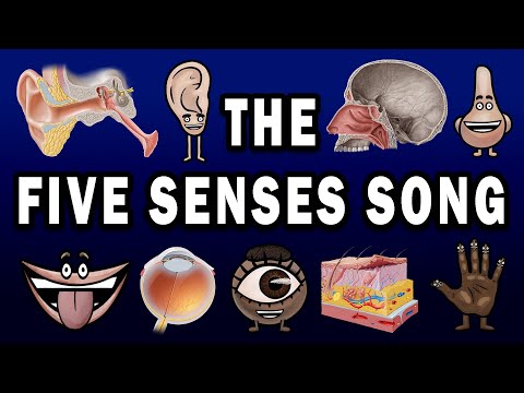 THE FIVE SENSES SONG!