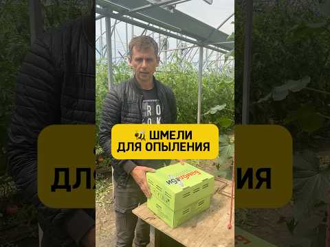Шмели для опыления томатов #марьянская #теплица #огород #шмели #парадайз