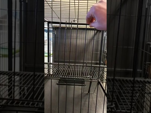 Video Cage chat Nivo