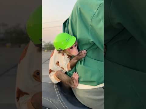 #cute #cutepets #monkey #babymonkey #cutemonkey #monekydluffy #trendingshorts #animals #relax #baby