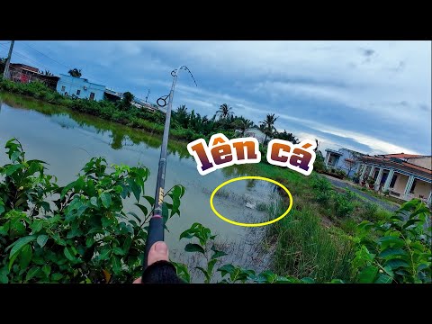Những cơn mưa đầu mùa làm cá rất mạnh ăn | THÚ VUI MIỀN TÂY. 48