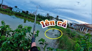 Những cơn mưa đầu mùa làm cá rất mạnh ăn | THÚ VUI MIỀN TÂY. 48
