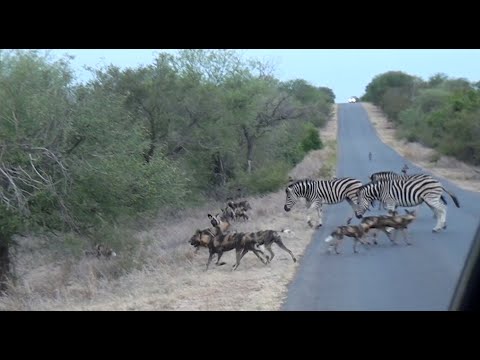 Zebras Chase Wild Dogs In Kruger