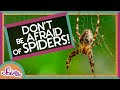 Understanding Spiders and Their Behavior