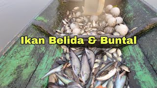 Bubunya banyak dapat ikan belida dan ikan buntal sungai