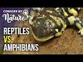 Reptiles vs. Amphibians: Key Differences