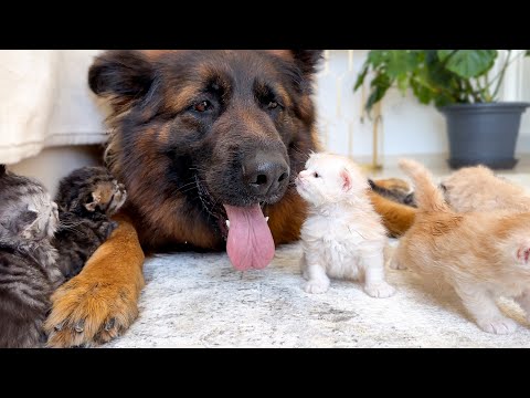 German Shepherd Reacts When Kittens Treat Her Like Mom