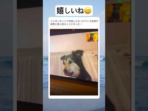 ネットで知り合ったワンコが感動的な出会いを果たす瞬間 #shorts #dog #犬 #peaceful