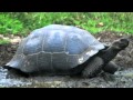 Galapagos Tortoises: Adaptations and Threats
