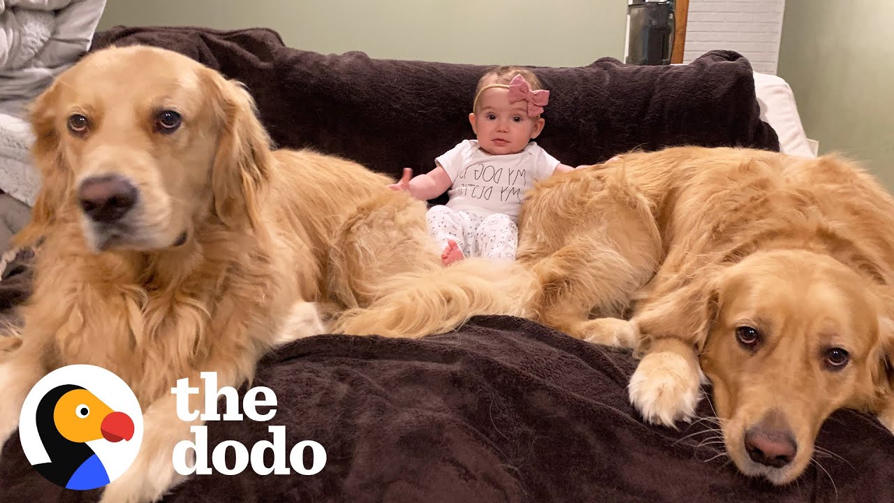 Dog Brothers Claim Newborn Baby Sister As Their Own