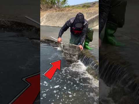 pria ini mengintai ikan yang terjebak#shorts #shortvideo #ikan