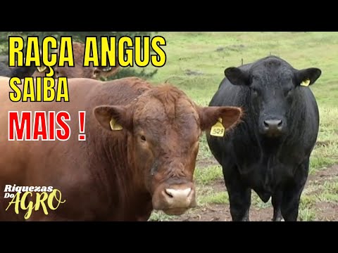 Curiosidades da raça Angus | Aberdeen angus | Red Angus | Touro | Boi