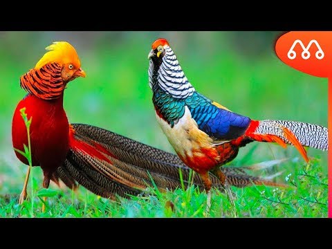 AVES MAIS BONITAS DO MUNDO - MAIORES DO MUNDO
