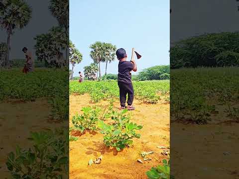 #farmingvlog 🌀எங்க சந்தோஷத்துக்கு சாபம் விட்டுட்டாங்க😰 hunting wild boer💢#dailyvlogs #shorts