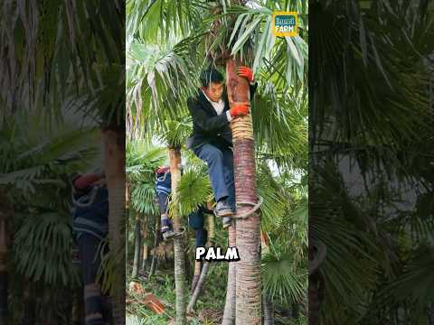 How the Chinese Turn Palm Leaves into Mattresses #palm #shorts