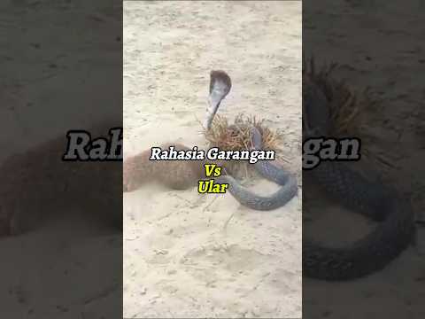 Garangan menggali akar tanaman