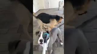 funny animals #shorts #asmr #cats #dogs#funnyvideos #funnycats #funnydogs #viralshorts#cute #animals