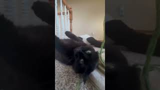 Goofy Boy